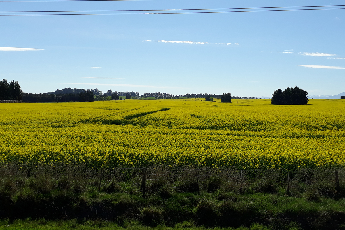 rapeseed-crop