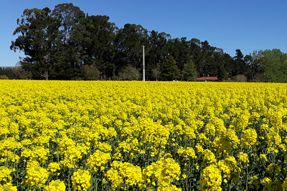 rapeseed-crop