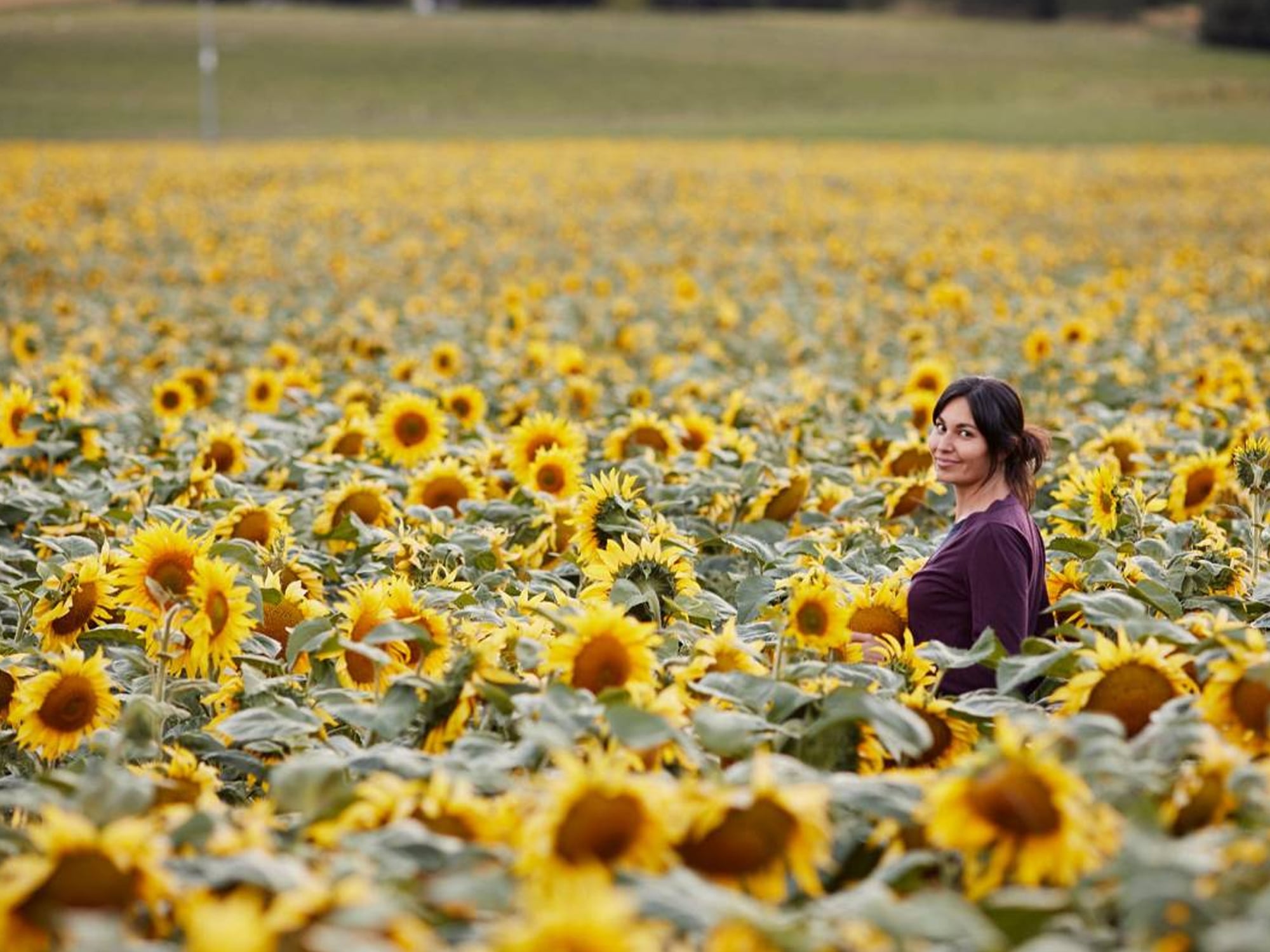 nadia-lim-sunflowers