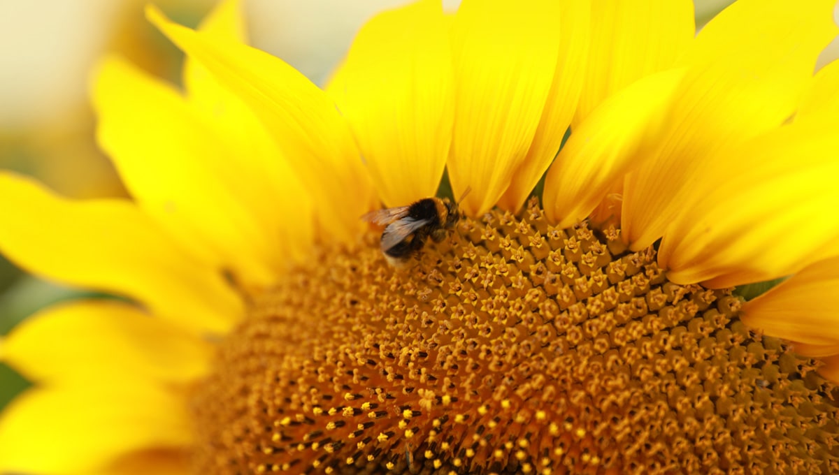 sunflower-shortages