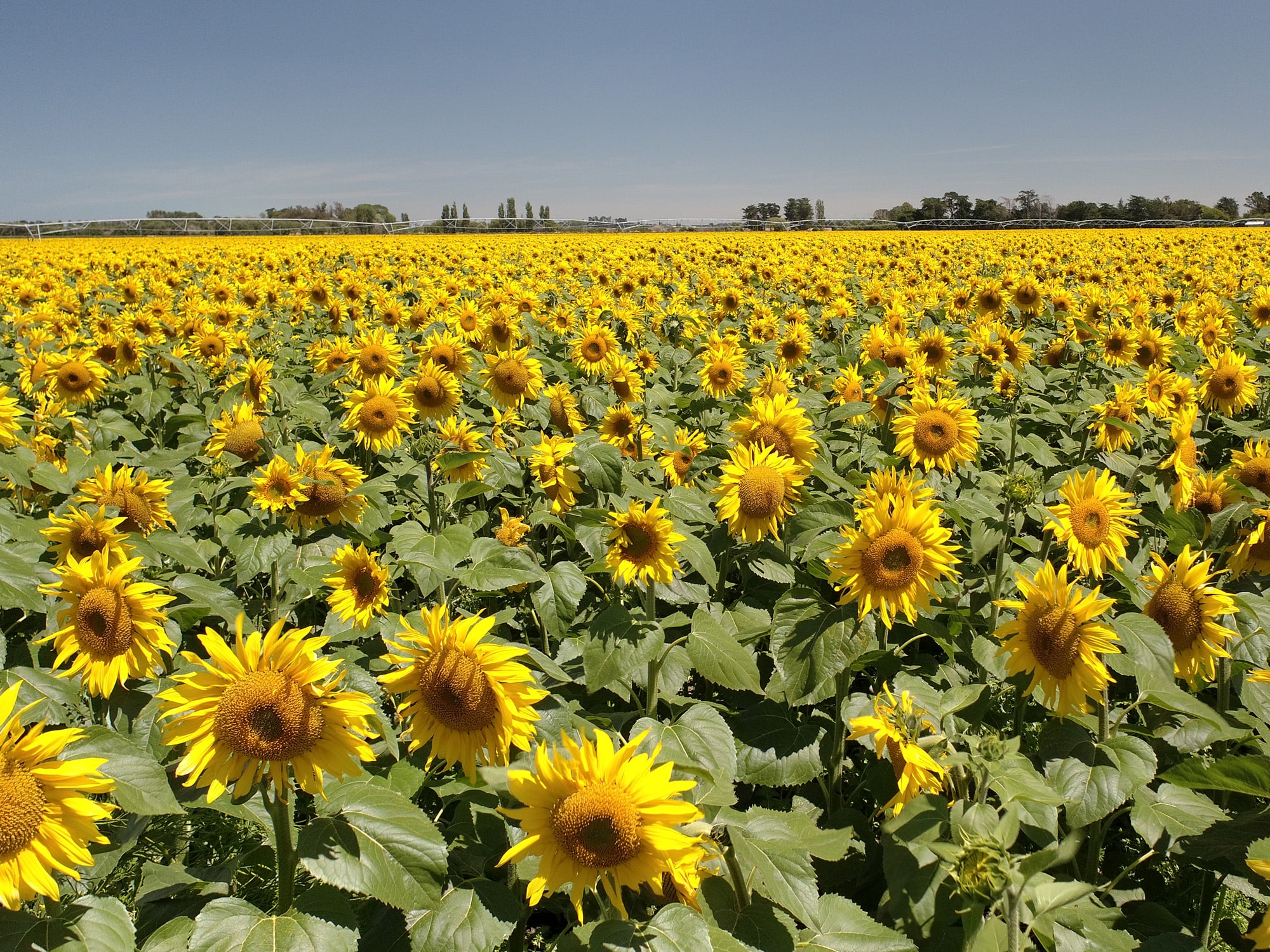 nz-sunflower-oil-global-min