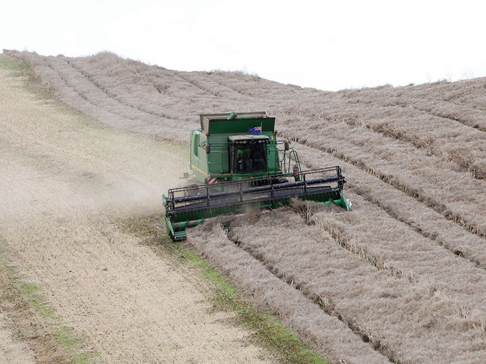 rapeseed-harvest