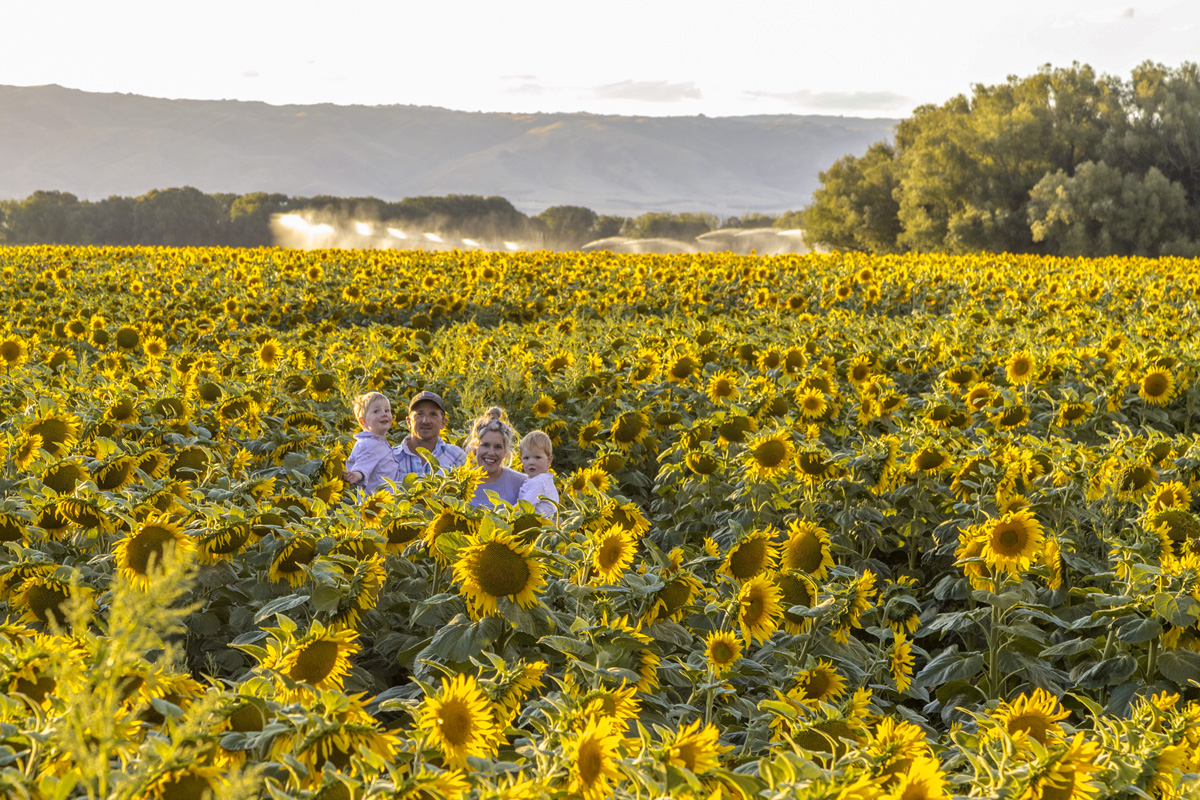 sunflower-day