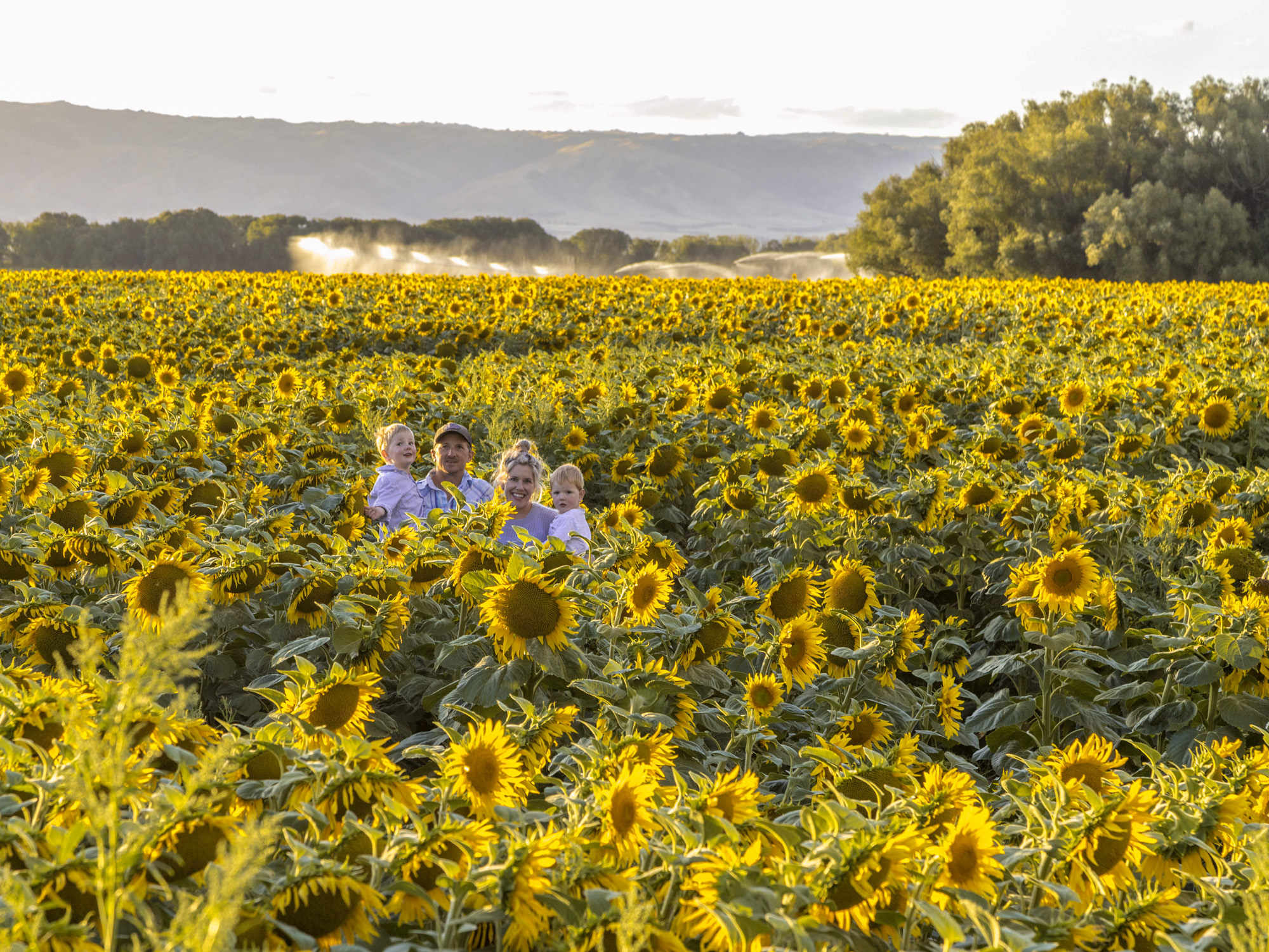 sunflower-day