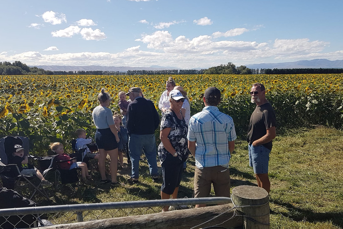 sunflower-day