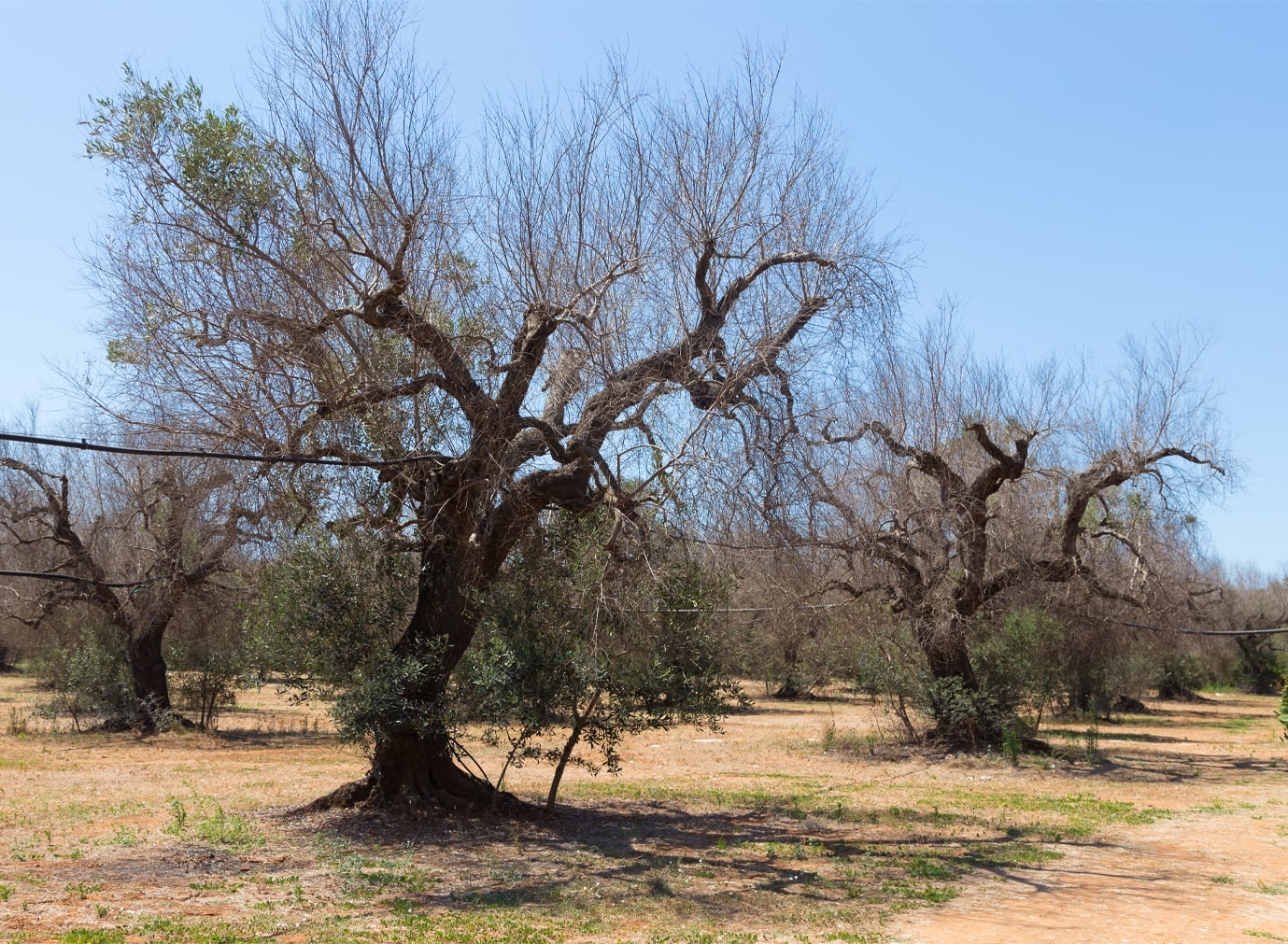 olive-tree-drought-spain