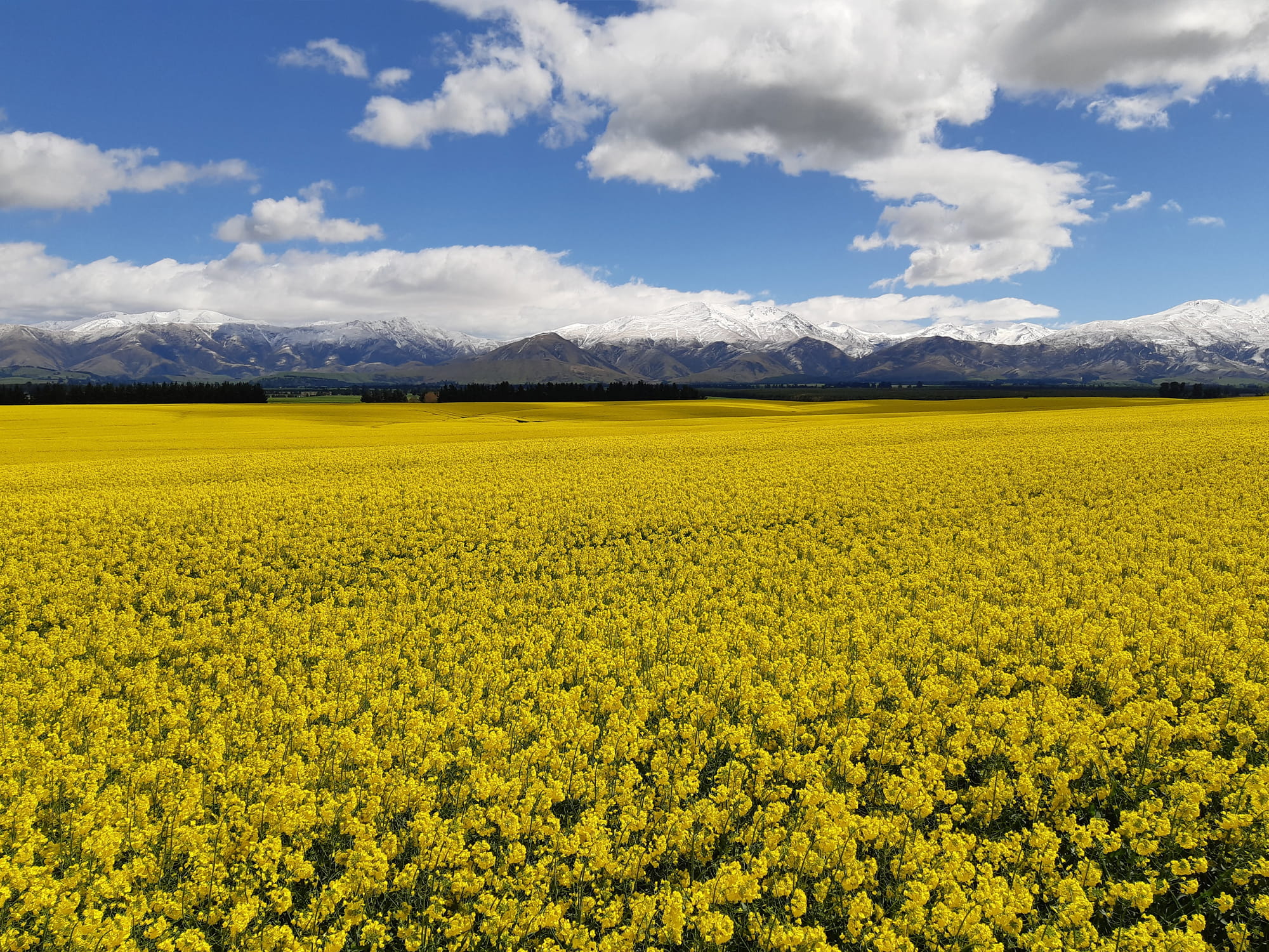 Pure-oil-rapeseed-farm