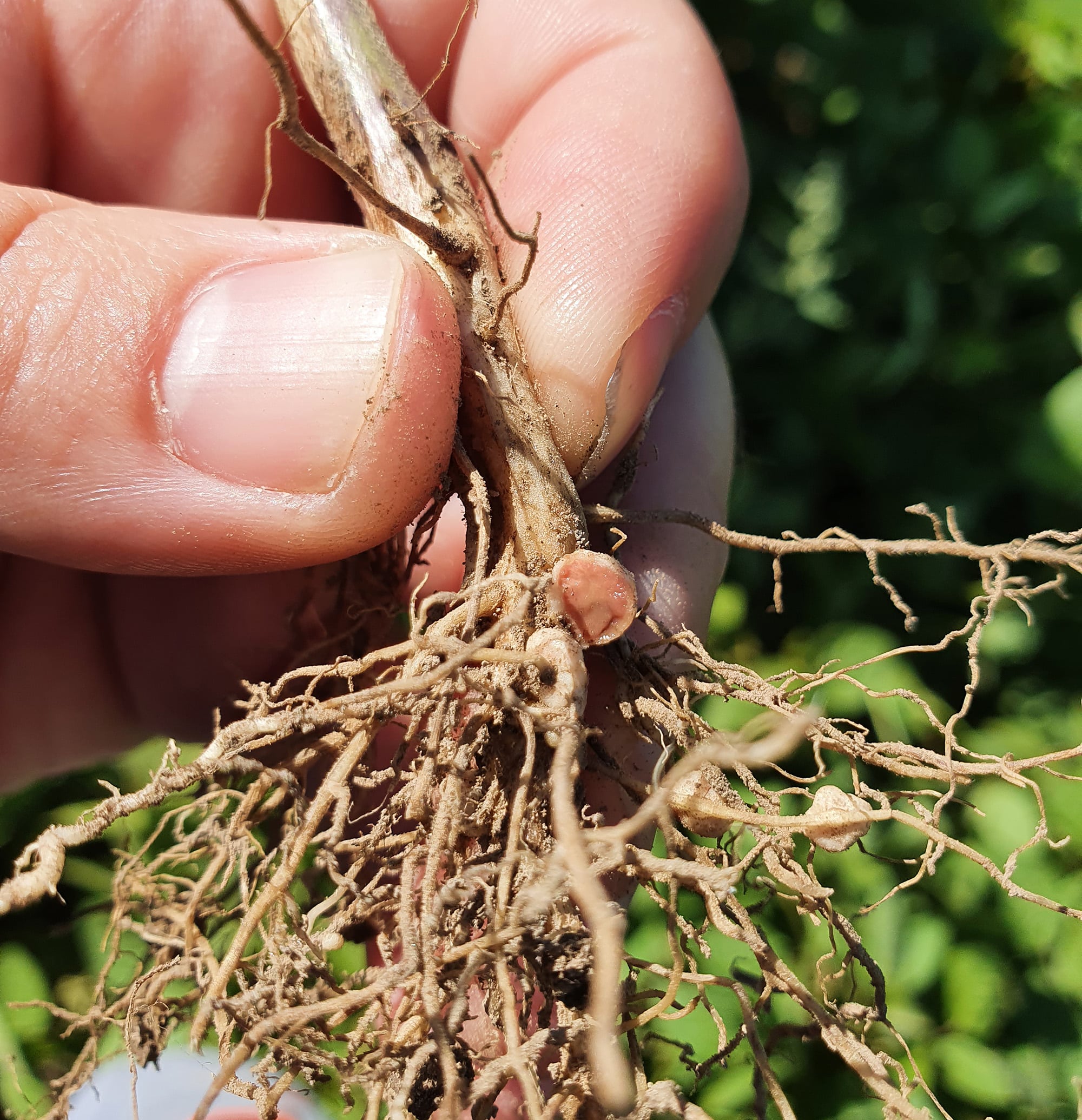 soybean node